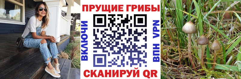 Галлюциногенные грибы Cubensis Валуйки